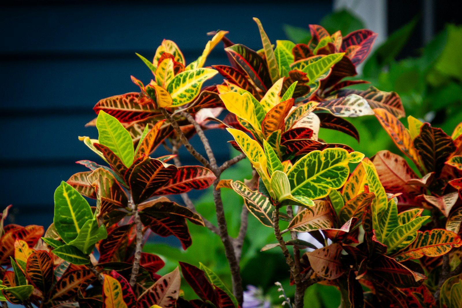 Un croton con hojas amarillas, verdes y rojas